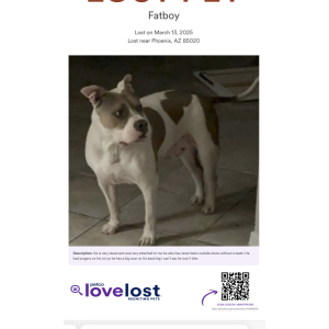 Lost Dog Fatboy
