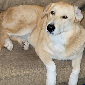 Image of Ruby, Lost Dog