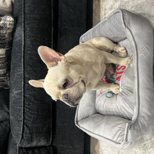 Image of Mushu, Lost Dog