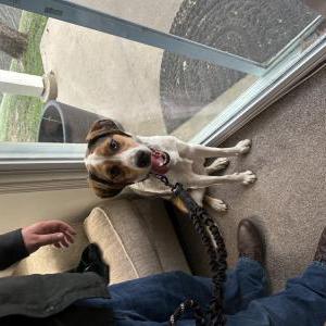Image of Unknown, Found Dog