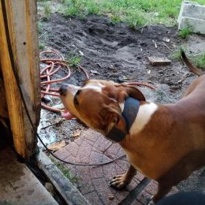 Lost Dog BRUTUS