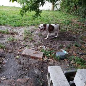 Lost Dog Luna