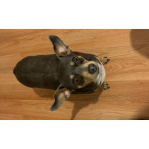 Image of Georgie, Lost Dog