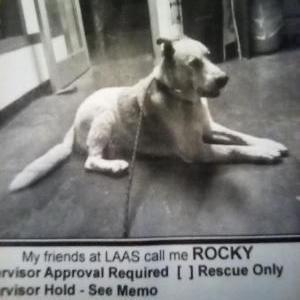 Image of Rocky, Lost Dog
