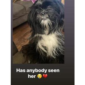 Lost Dog Fendi