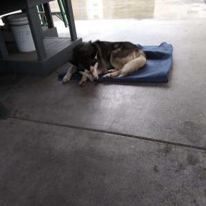 Image of Unknown, Found Dog