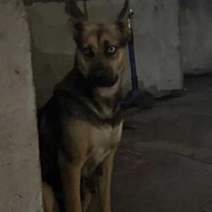 Image of Unknown, Lost Dog
