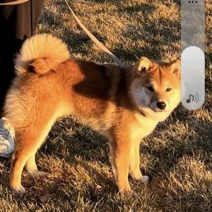 Lost Dog Islo