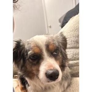 Image of Teeter, Lost Dog