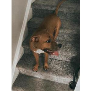 Image of Trigger, Lost Dog