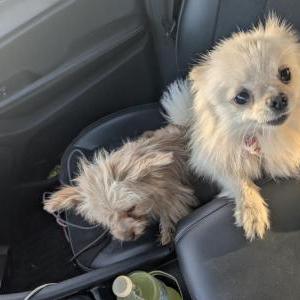 Found Dog Unknown