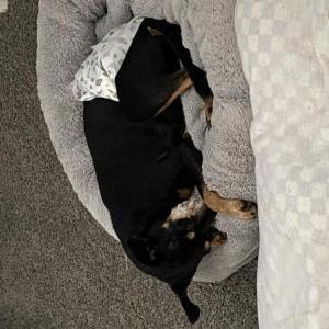 Image of Zipper, Lost Dog