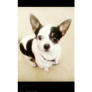 Image of Nicolas, Lost Dog