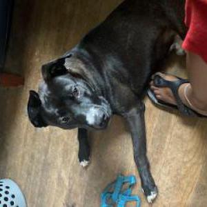 Image of Oreo, Lost Dog