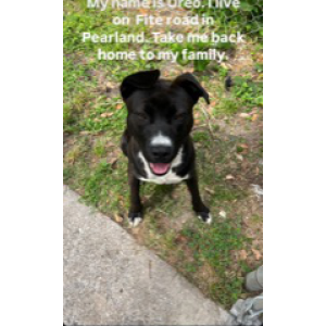 Image of Oreo, Lost Dog