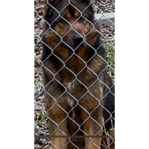 Image of Unknown, Found Dog
