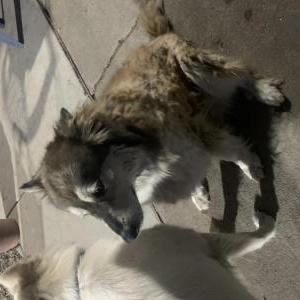 Image of Hendrix, Lost Dog