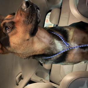 Image of Unknown, Found Dog