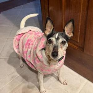 Image of Leni, Lost Dog