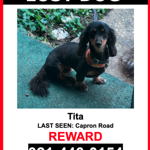 Lost Dog Tita