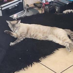 Image of Low key, Lost Cat