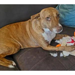 Lost Dog Myla