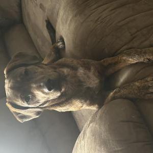 Lost Dog Oakley Reed Barber