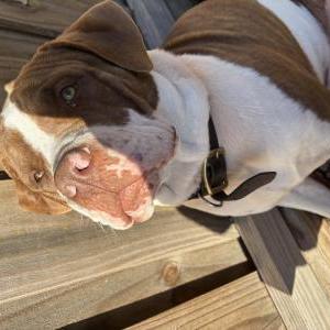 Image of Rocko, Lost Dog