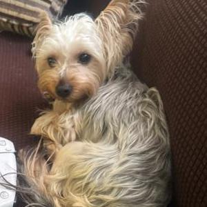 Image of Chanel, Lost Dog
