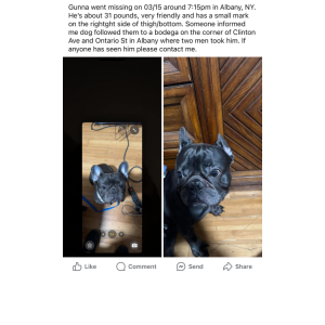 Image of Gunna, Lost Dog