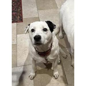 Image of Charlie, Lost Dog