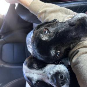 Image of Luna, Lost Dog
