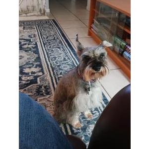 Image of Pepper, Lost Dog
