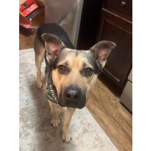 Lost Dog Reuben