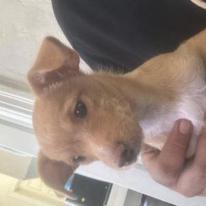 Image of Daisy, Lost Dog