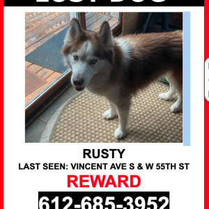 Lost Dog Rusty