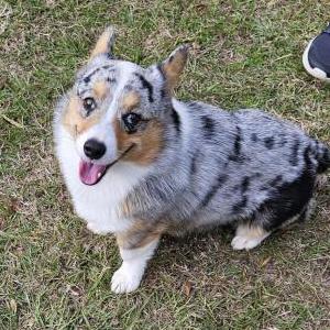 Lost 1 Oreo (TX)