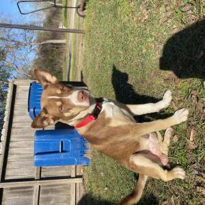 Image of Arlo, Lost Dog