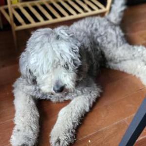 Lost Dog Coco