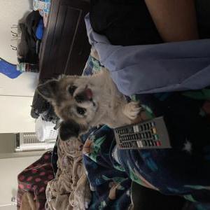 Image of Gizmo, Lost Dog