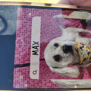 Lost Dog Max