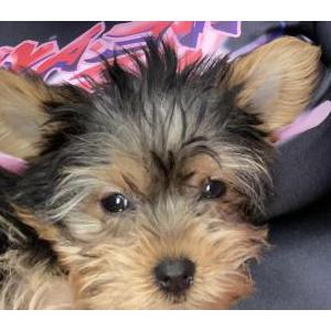 Lost Dog Bizzy