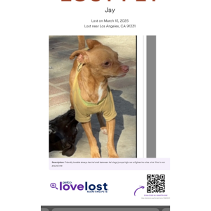 Image of Jay, Lost Dog