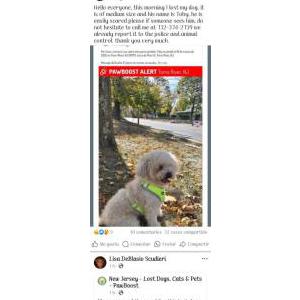 Image of Toby, Lost Dog