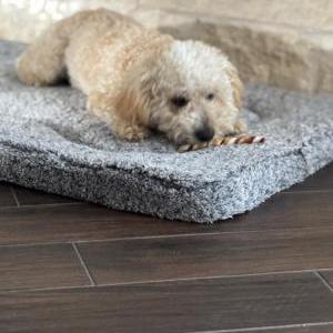 Lost Dog Dash