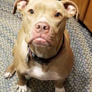 Lost Dog Izabelle