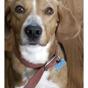 Lost Dog Jaxon