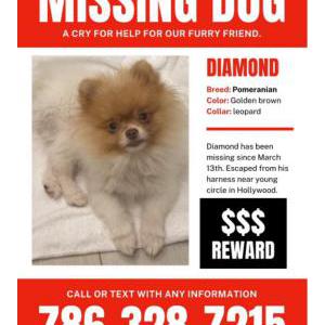 Image of Diamond, Lost Dog