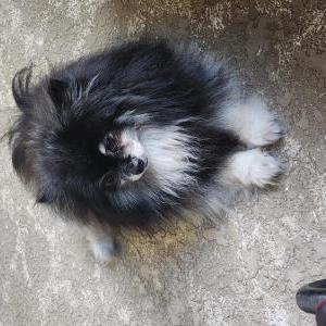 Lost Dog Sylvester