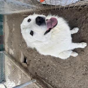 Image of Unknown, Found Dog
